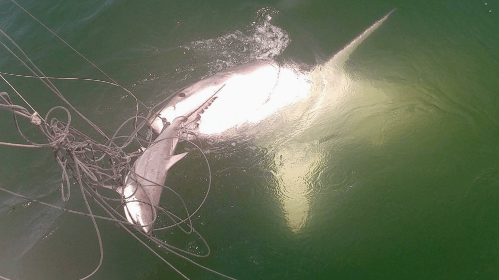Researchers catch shark on Virginia coast; bigger shark arrives and