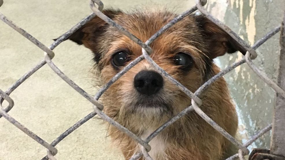 Greenhill Humane Society rescues 98 small dogs KCBY