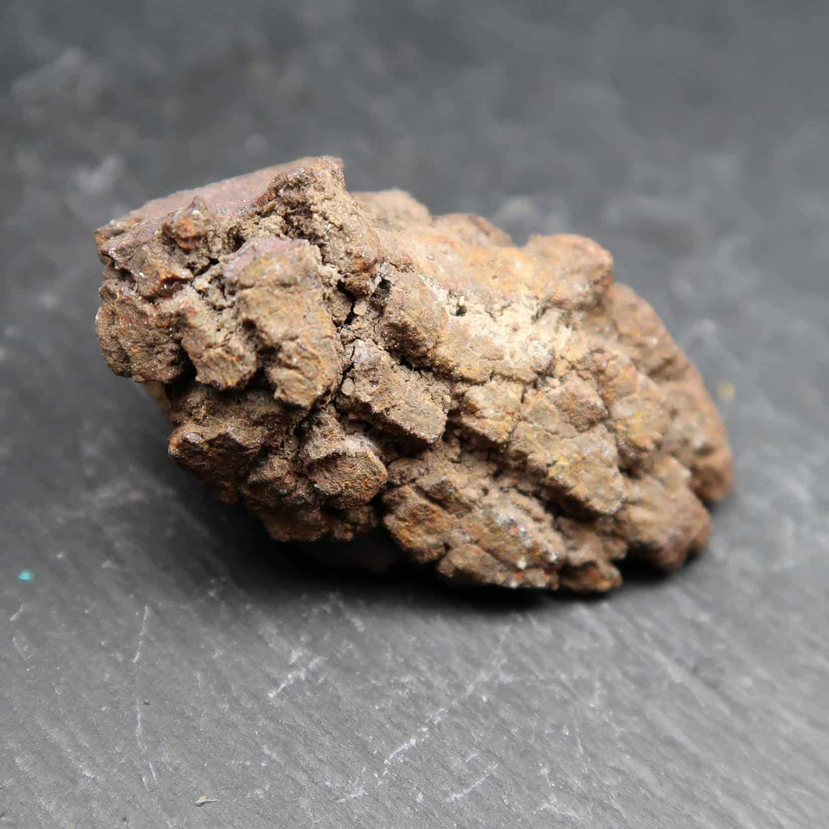 Coprolite Fossils Buy Coprolite specimens Online UK Fossils Shop