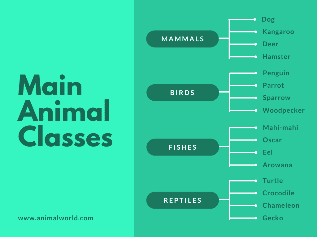 Programa para hacer mapas conceptuales online gratis Canva