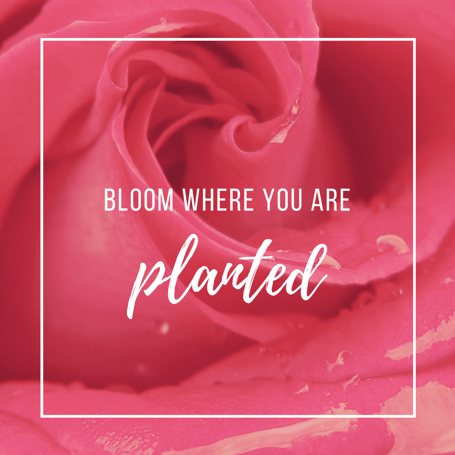 Dingy Clancy Bestätigung red roses too mp4 Krebs Blutig Schwung