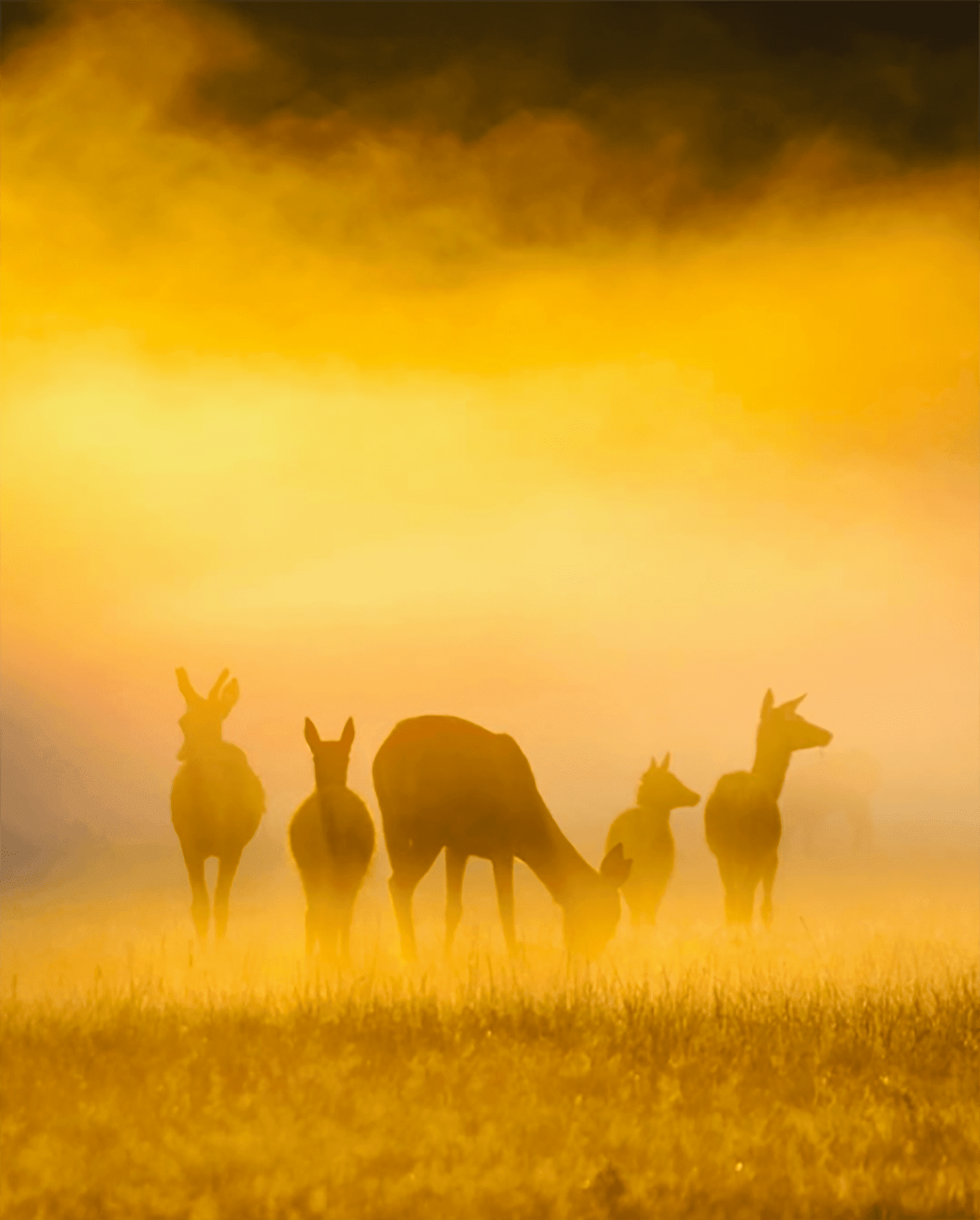 The beginner’s guide to natural light and how to use it to take great