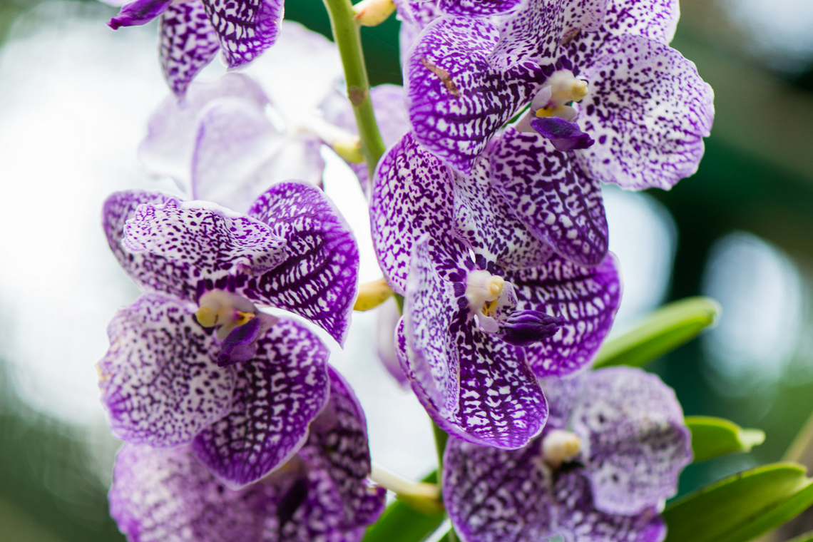 Color Combination Wild Orchid Canva's Design Wiki