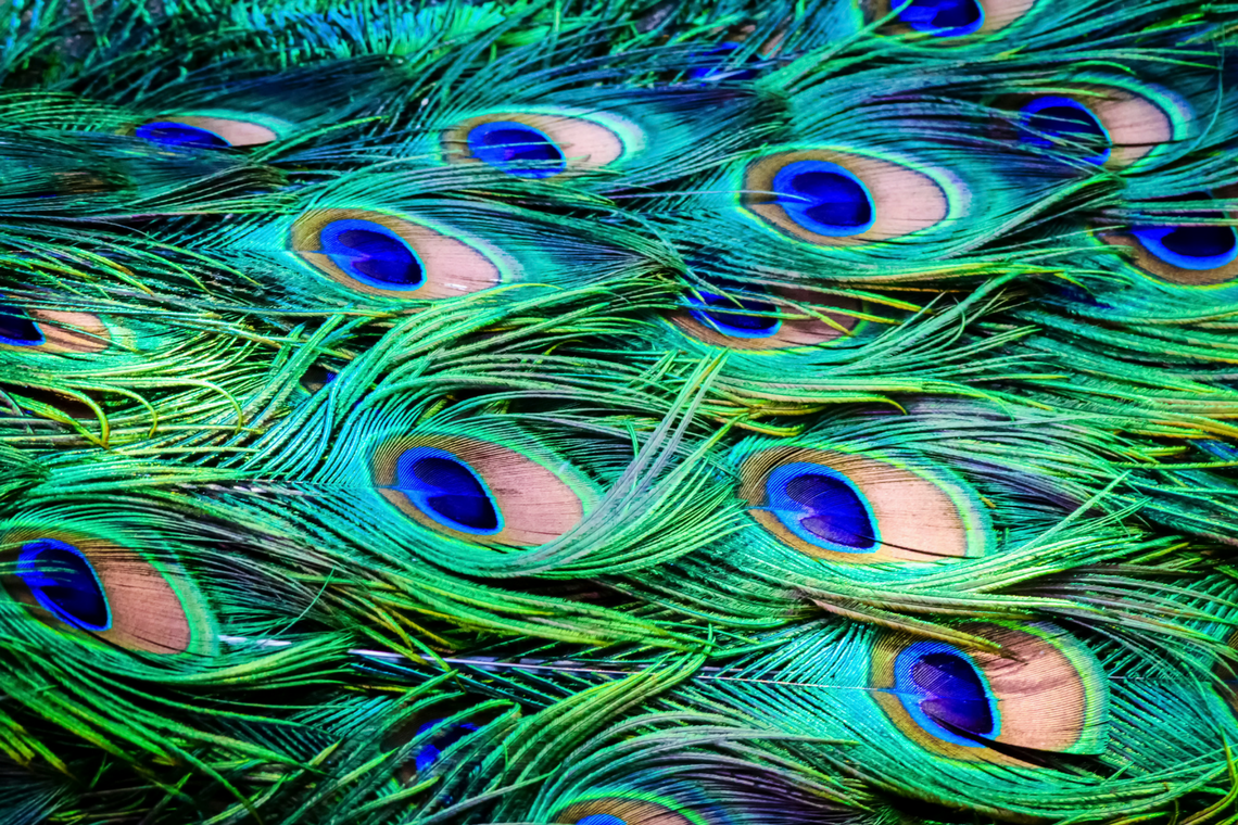 Color Combination Peacock Passion Canva's Design Wiki