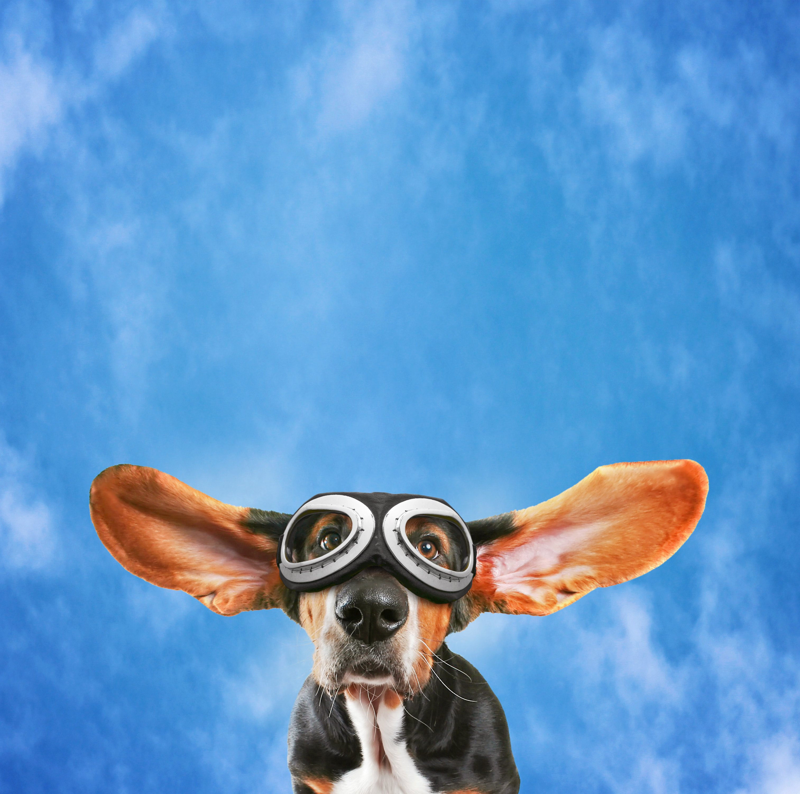 Contributor Conversations How to start a successful pet photography