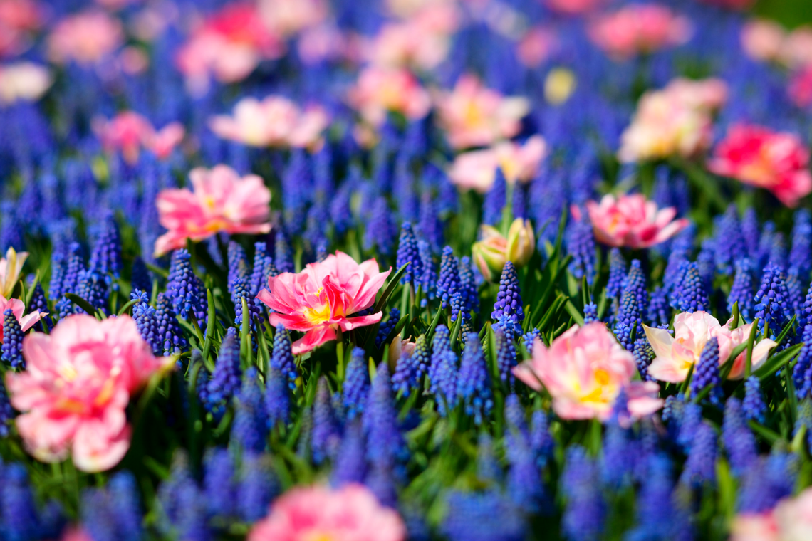 Color Combination Pops of Blush Canva's Design Wiki