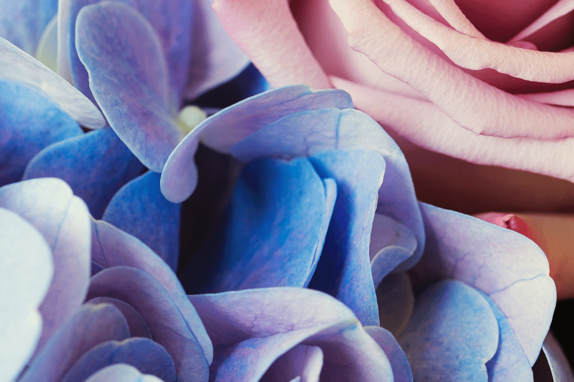 Color Combination Antique Rose Canva's Design Wiki