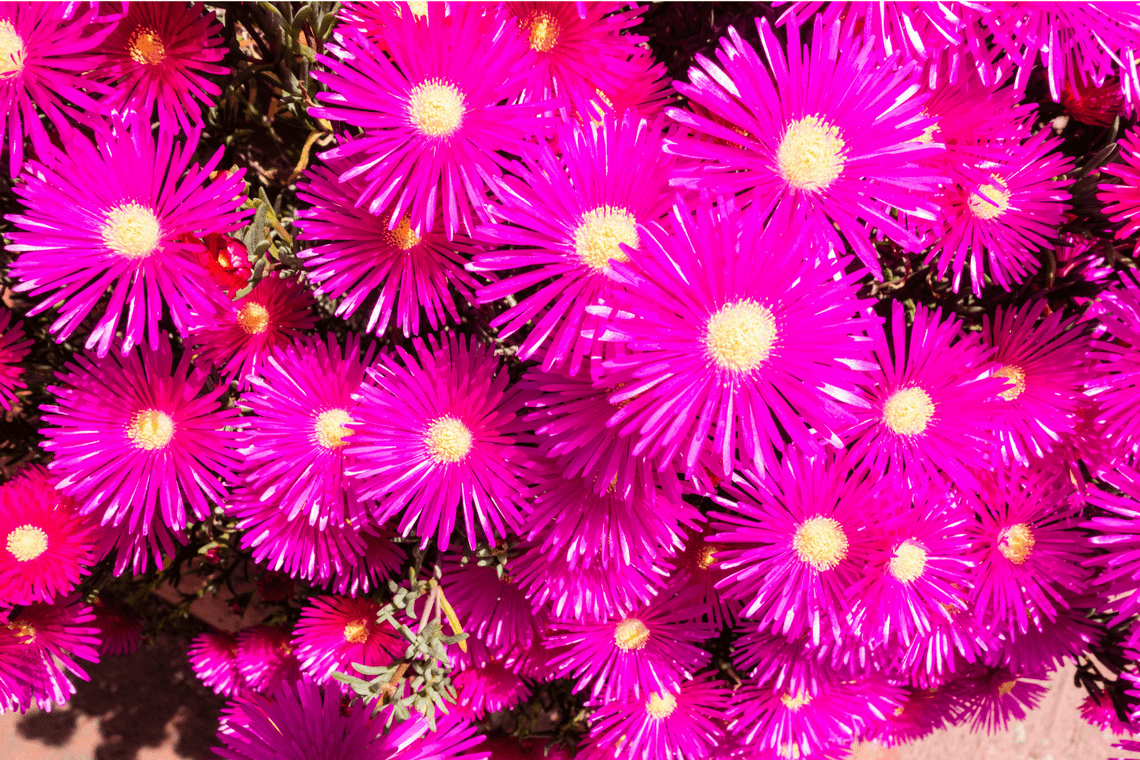Color Combination Magenta Flowerbed Canva's Design Wiki