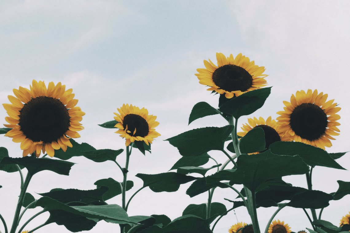 Color Combination Sunflower Sky Canva's Design Wiki