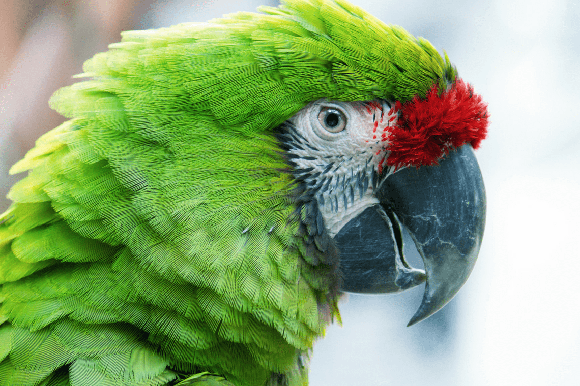 Color Combination Proud Parrot Canva's Design Wiki