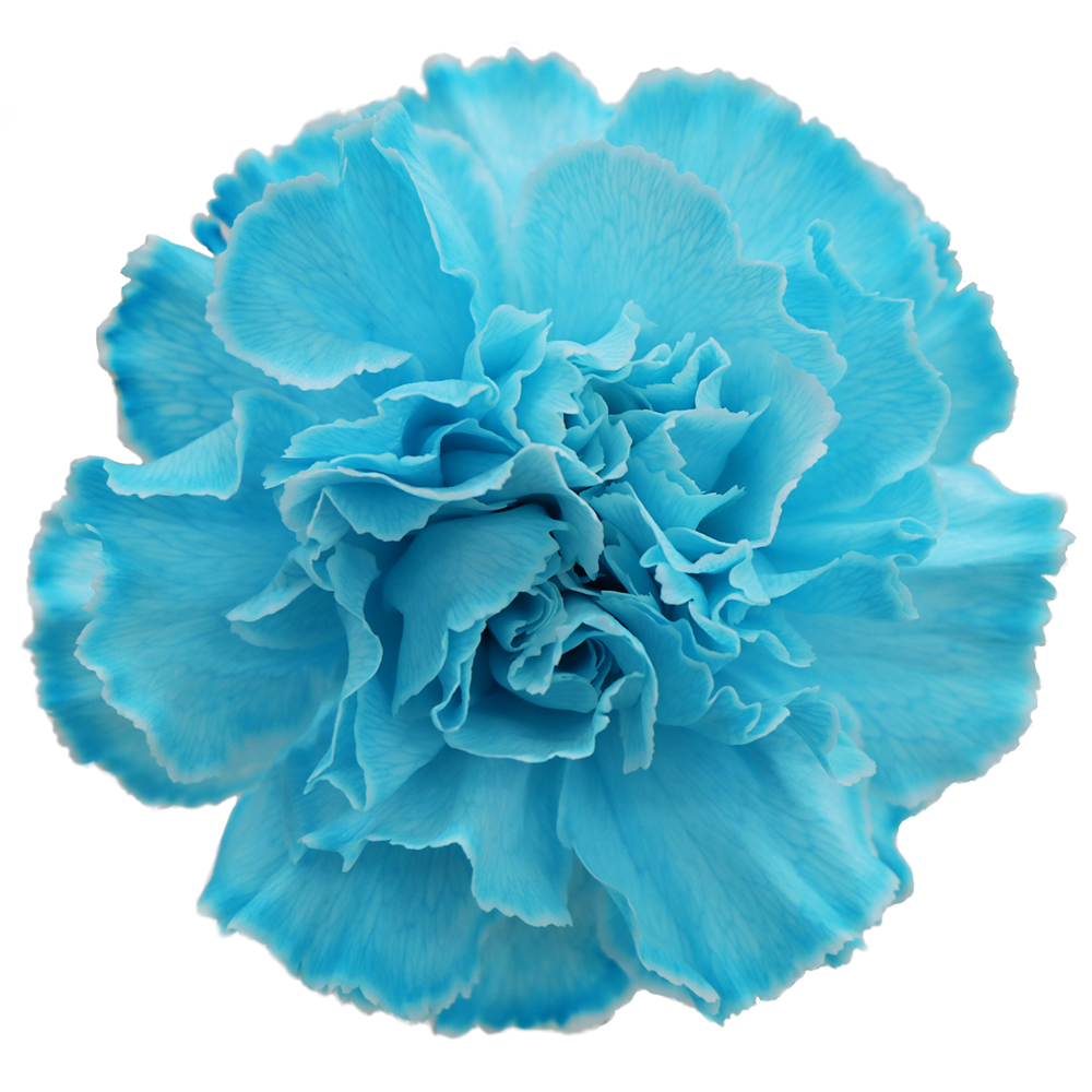 【生花】国産カーネーション ライトブルー ※染め水色・【早締切75】 花材通販はなどんやアソシエ