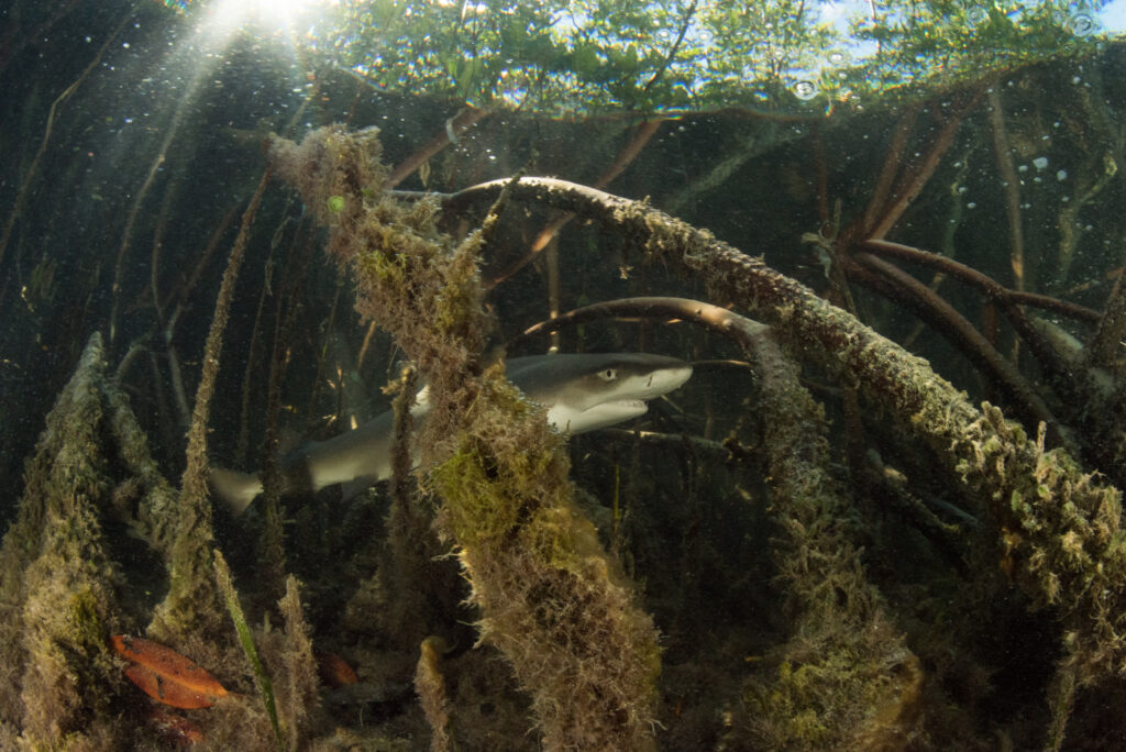 How does habitat loss affect sharks and rays? Save Our Seas Foundation