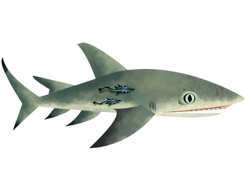 Lemon shark Save Our Seas Foundation