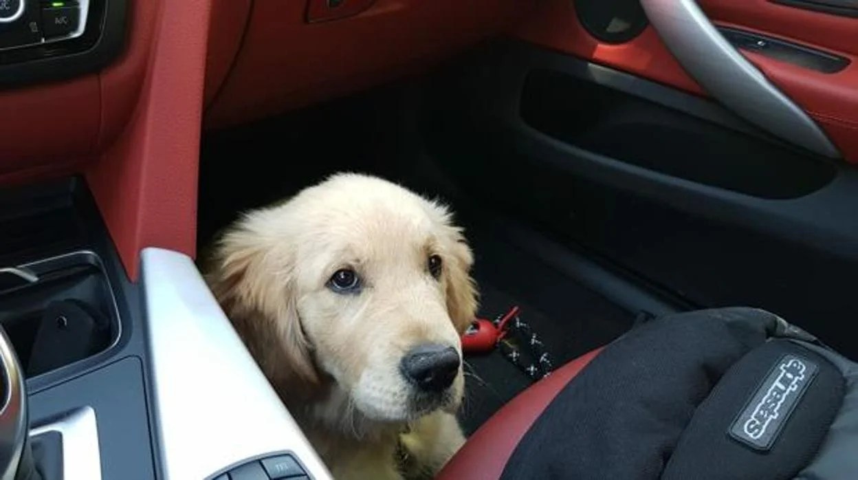 Cómo llevar a tu perro en el coche para evitar la multa de la DGT