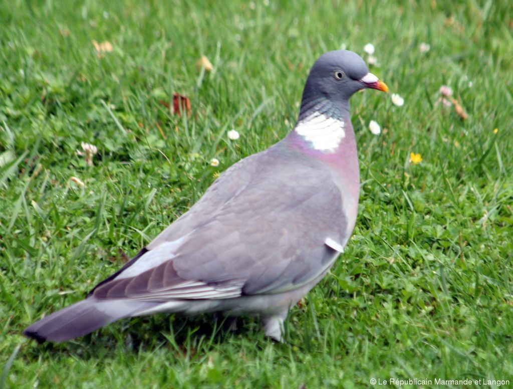 Pour éviter de vous faire "pigeonner" Le Républicain SudGironde