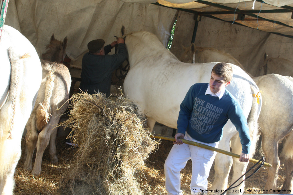 [VIDÉO] La foire agricole de la SaintClément bat son plein L