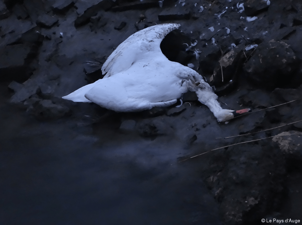 Cygne mort dans la Touques fautil s'inquiéter ? Le Pays d'Auge