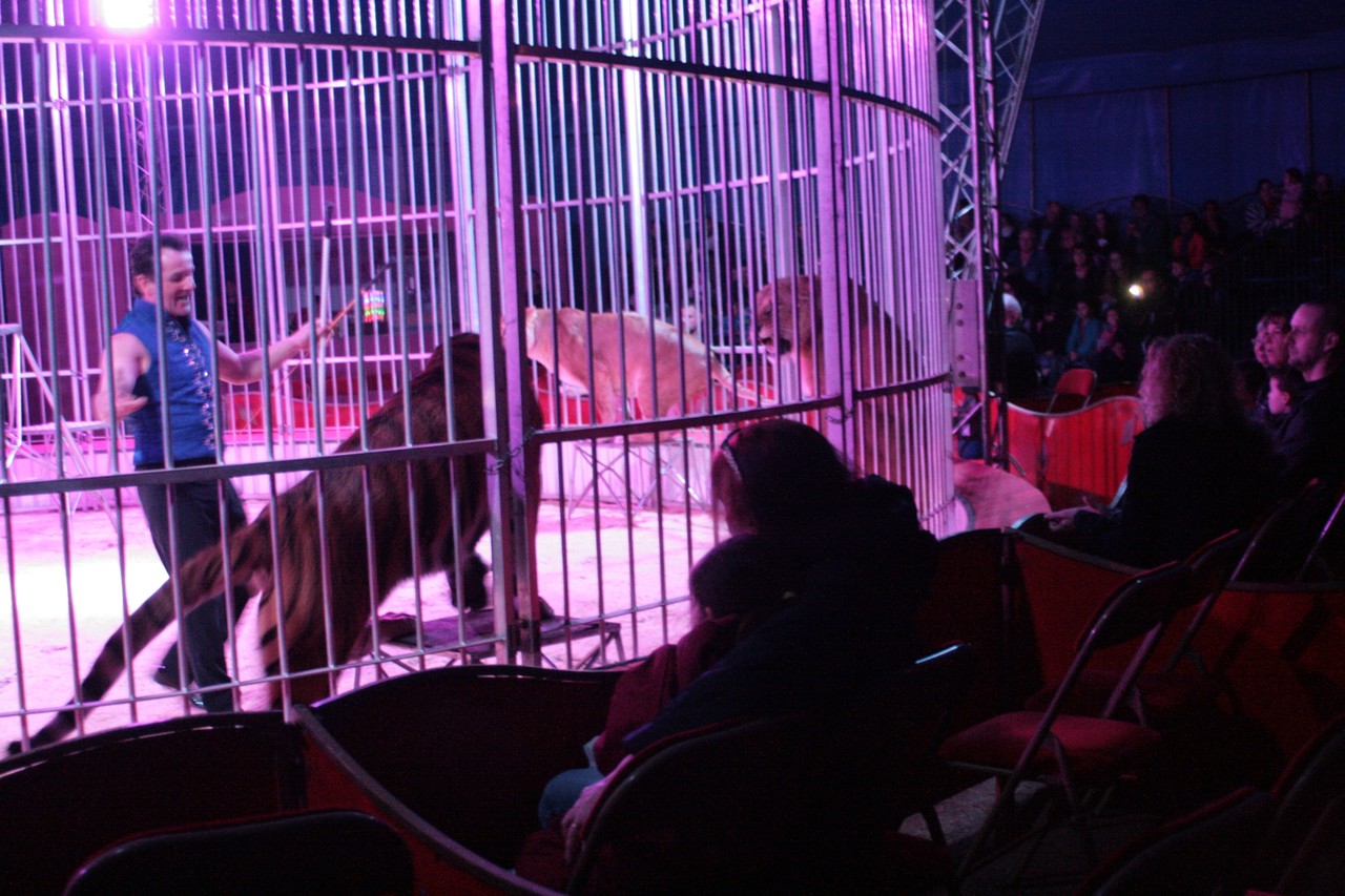 A Cherbourg, il y a du cirque sur la place JacquesDemy La Presse de