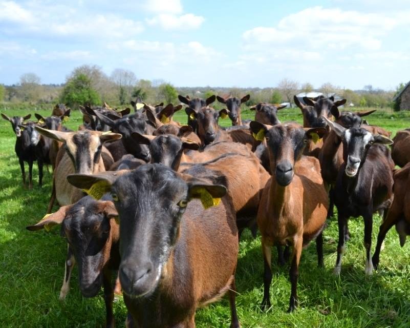 Vacances à la découverte des fermes du CentreManche Côté Manche