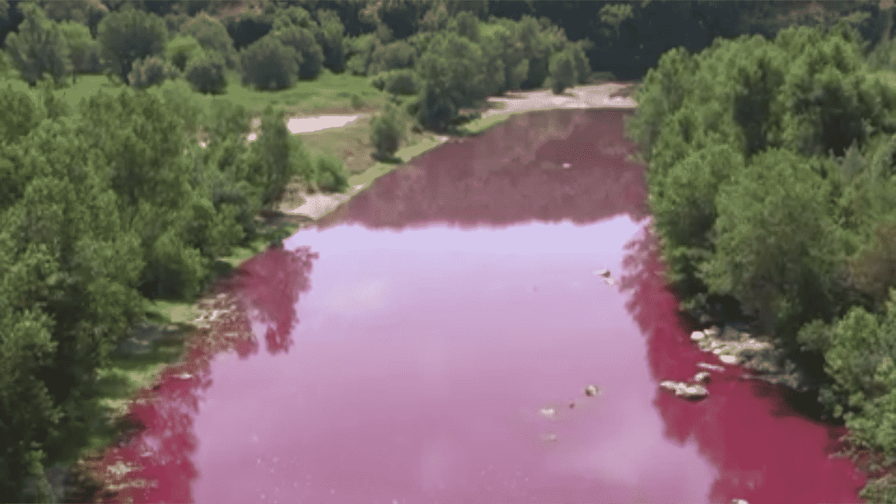 Insolite le Gardon voit la vie en rose Métropolitain