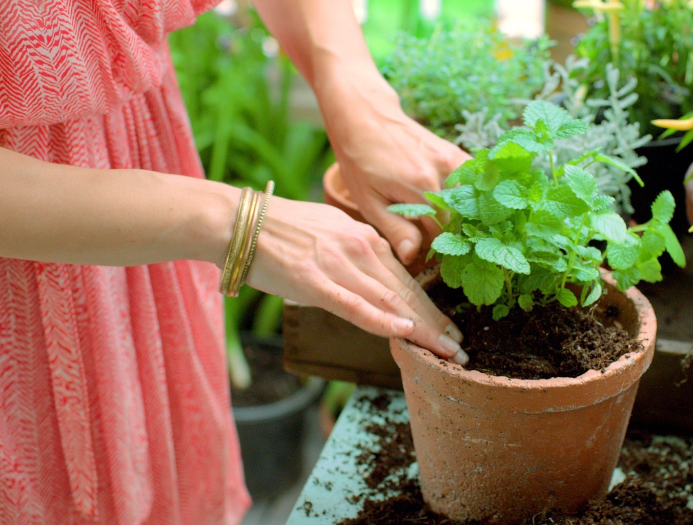 Le top 6 des plantes aromatiques Le Républicain SudGironde