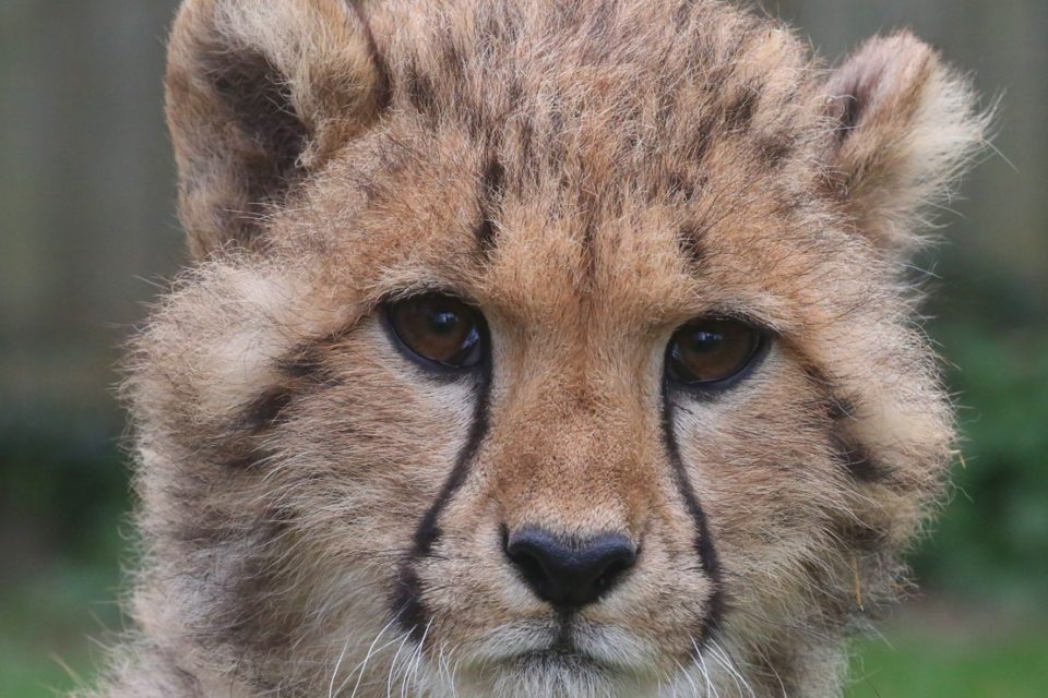 EN IMAGES. Bébés guépard, ours, suricates... Venez voir
