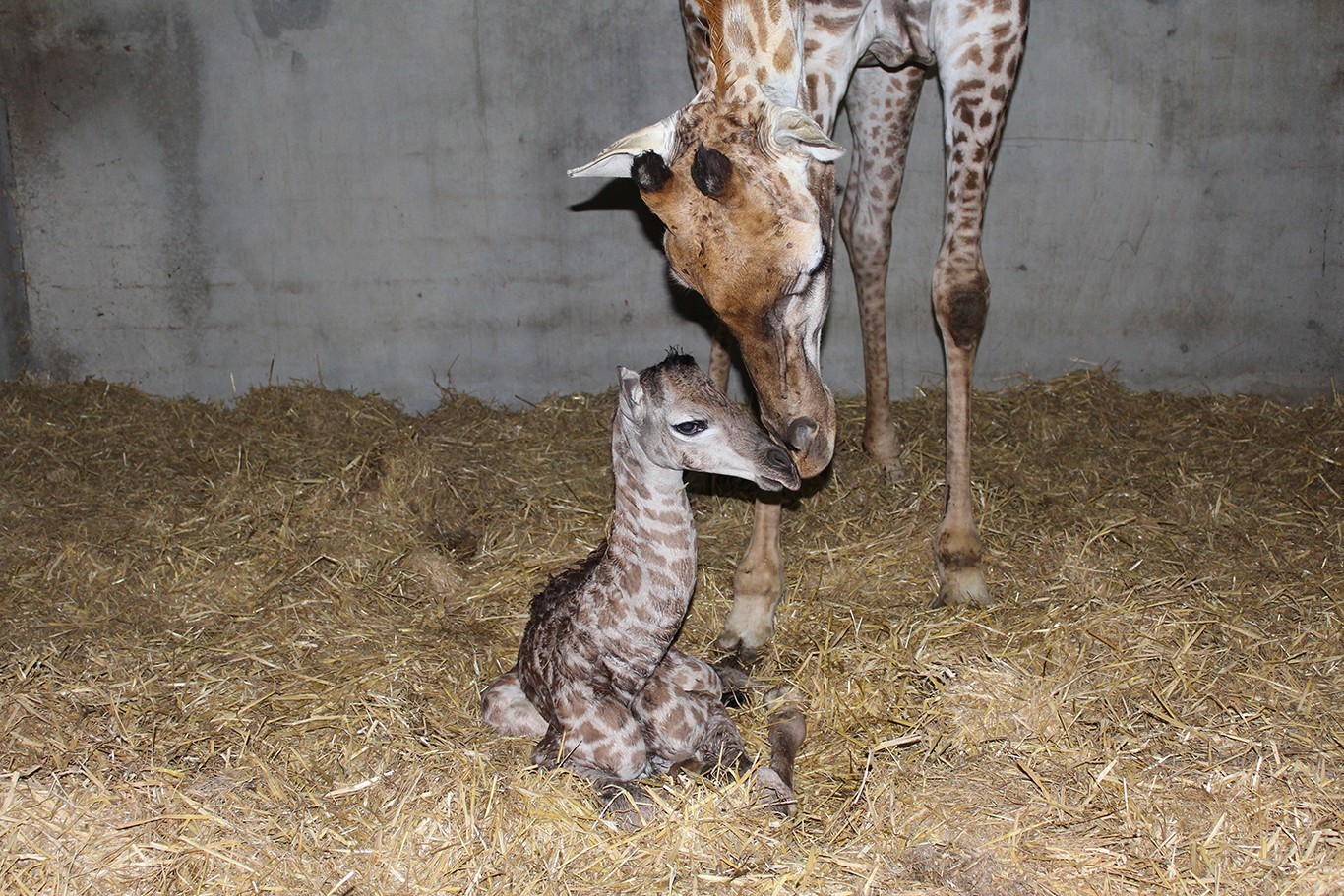VIDÉO. Naissance d'un bébé girafe au zoo Planète Sauvage