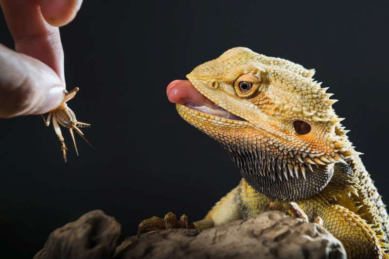Le pogona, nouveau roi des reptiles domestiques Actu