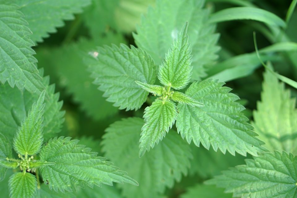 Gironde ces plantes et herbes sauvages qui nous font du