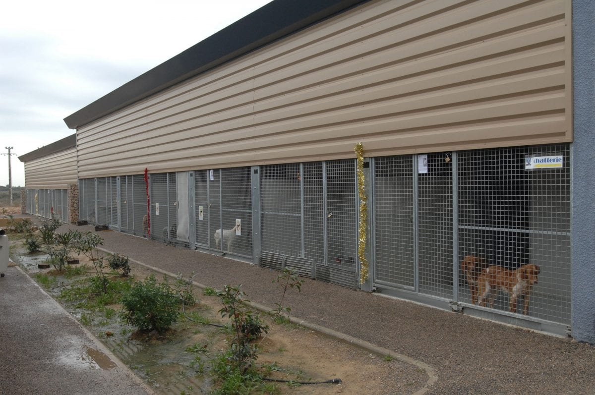 SPA de Montpellier les chiens et les chats du refuge sur
