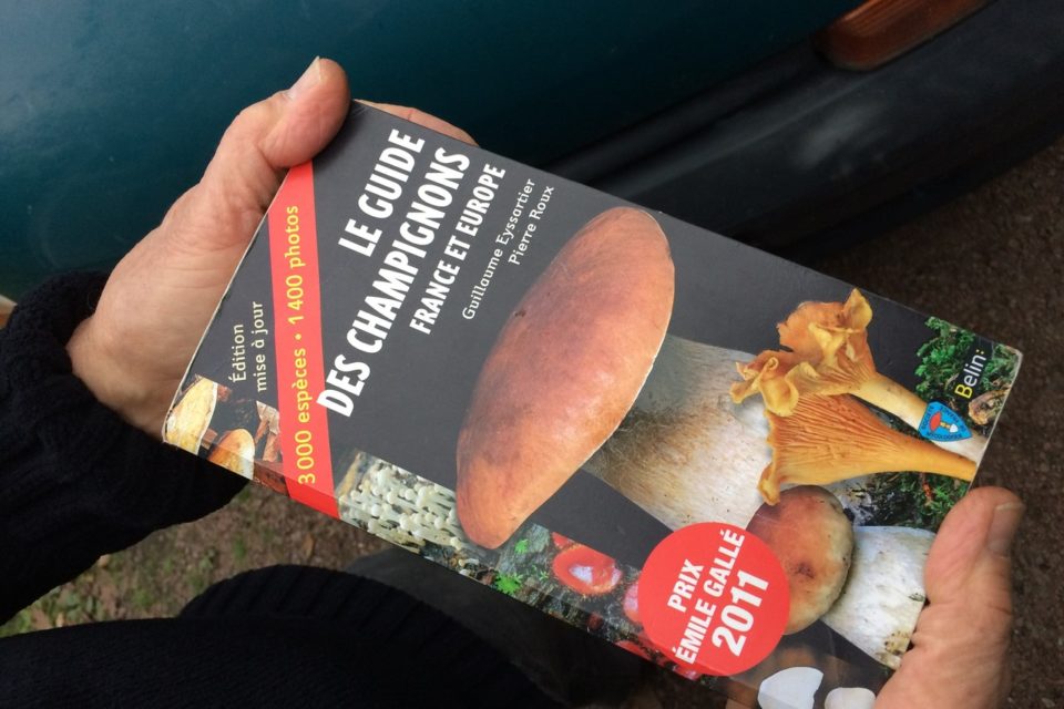 En forêt du Gâvre, les champignons sont (enfin) de sortie ! L