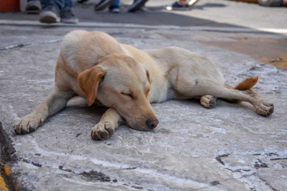 Contre les abandons d'animaux domestiques, 240 élus promettent de