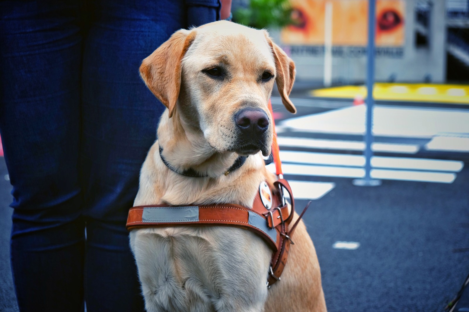 Omega, en formation pour devenir chien guide d'aveugle