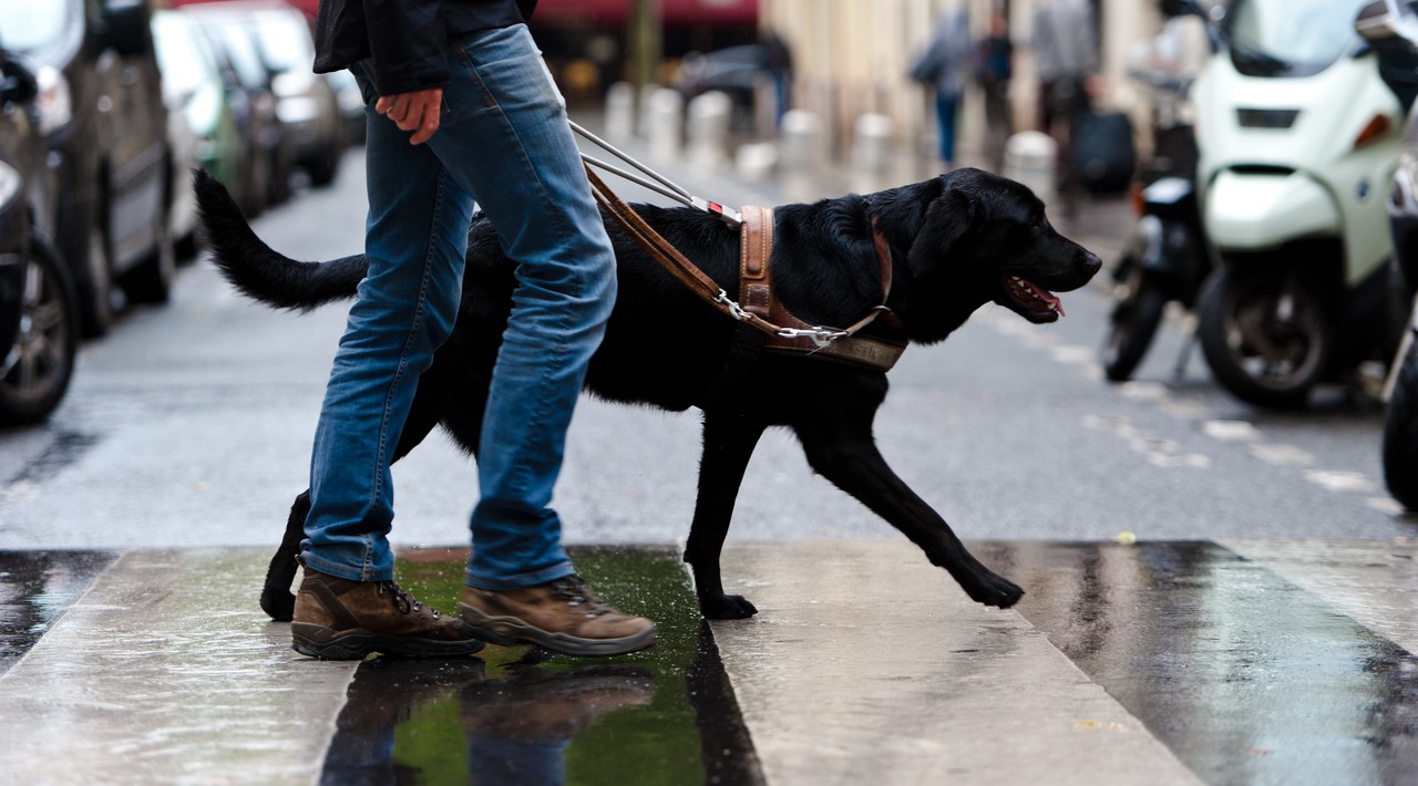 Dans cette école, on forme les chiens guides de Paris depuis 30 ans