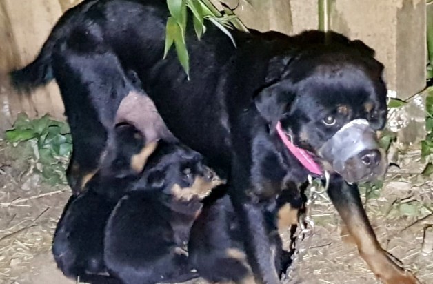 Il scotchait le museau de sa chienne pour l'empêcher d
