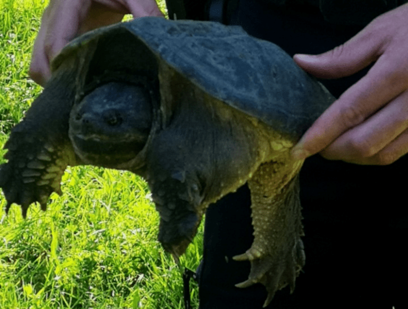 Toulouse. Insolite après les tortuesalligators, une