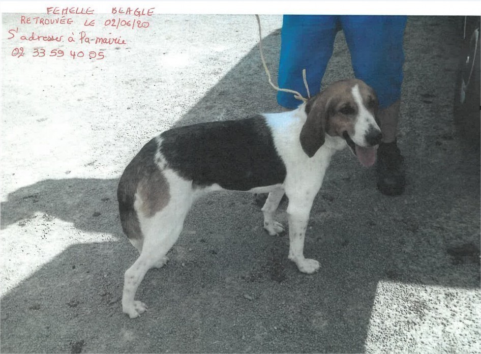 Avis de recherche. Chien Beagle retrouvé sur la commune de