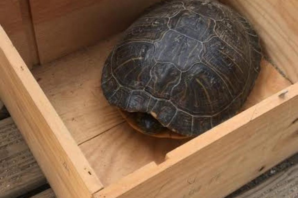 Près de Montpellier. Aniane la tortue alligator était