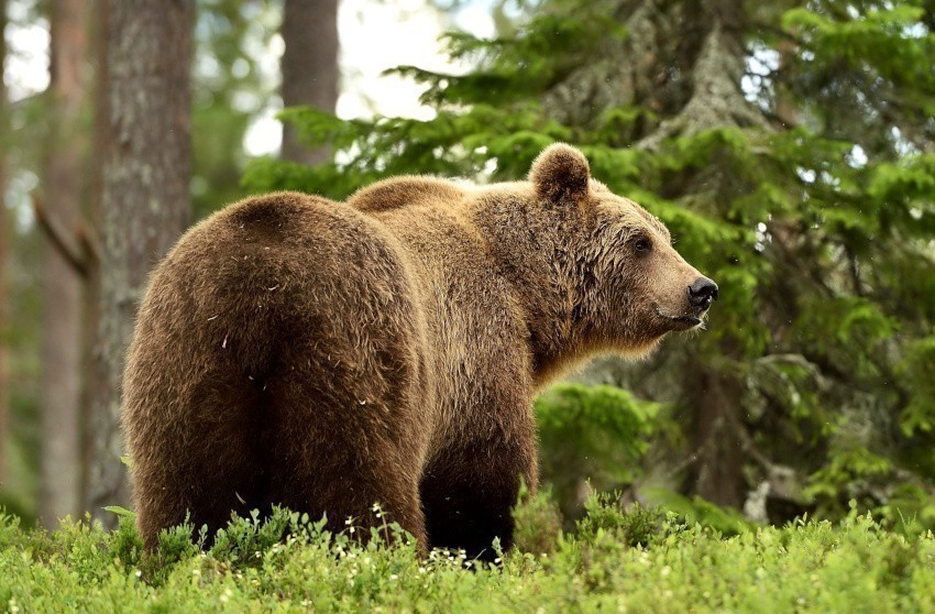 Pyrénées. Après l'impressionnante attaque d'ours en Ariège, un maire interdit la randonnée