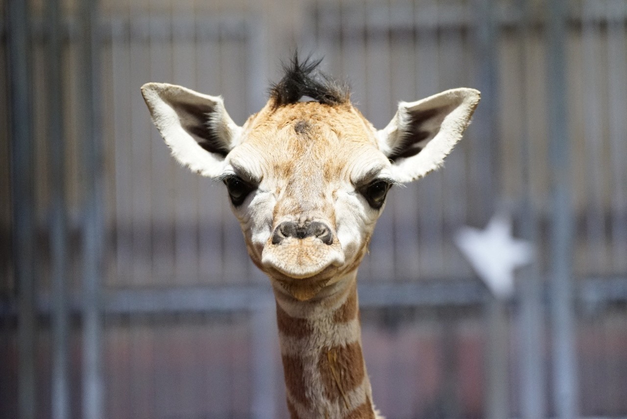 Un bébé girafe de Rothschild est né au zoo d'Amnéville