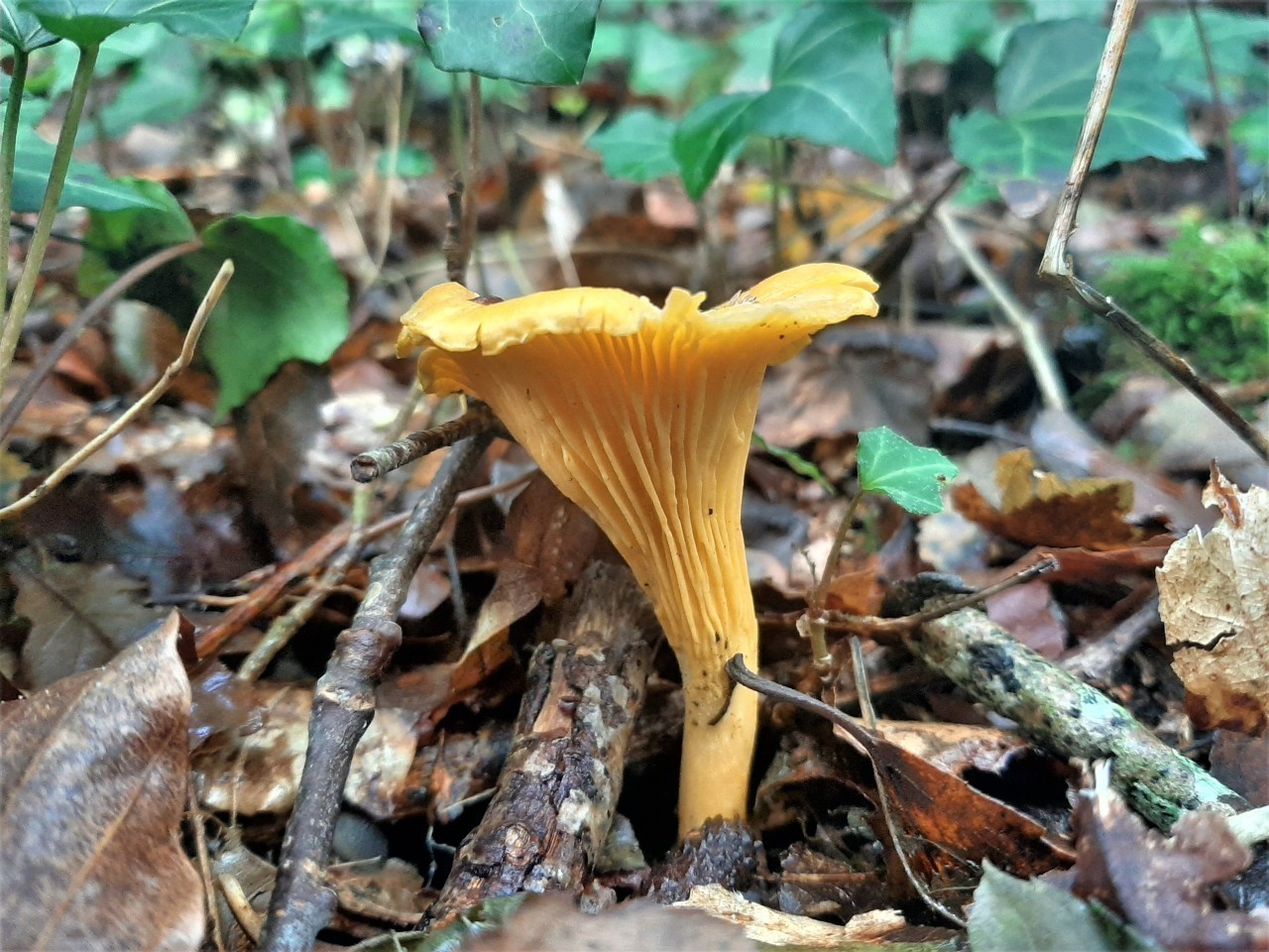 Cueillette des champignons 5 espèces comestibles faciles à trouver L'Écho de l'Argoat