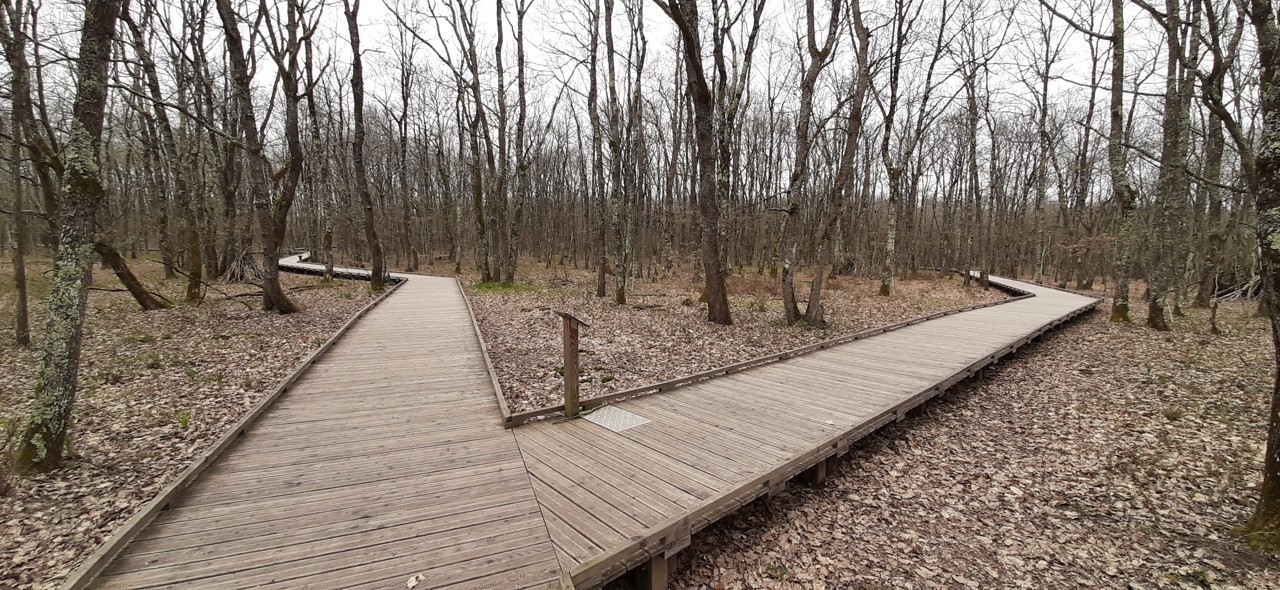 Cinq nouveaux circuits de balades à la forêt de Buzet, près de Toulouse