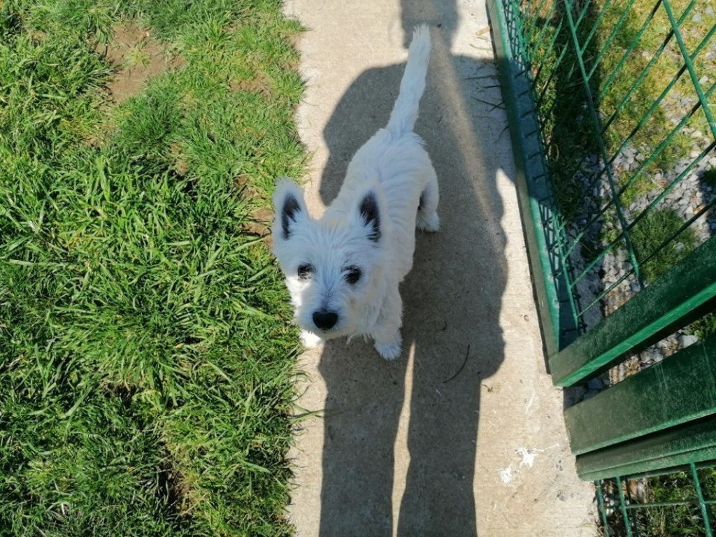 Sarthe. Crumble, la petite chienne westie qui a échappé de