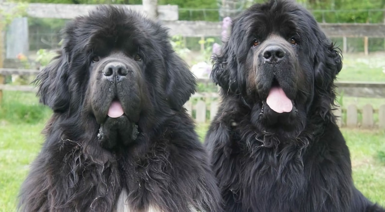 Les Sablesd'Olonne "La main à la patte 85" trouve une solution pour