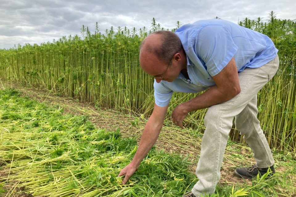 Les premières exploitations de chanvre fleurissent dans le Calvados