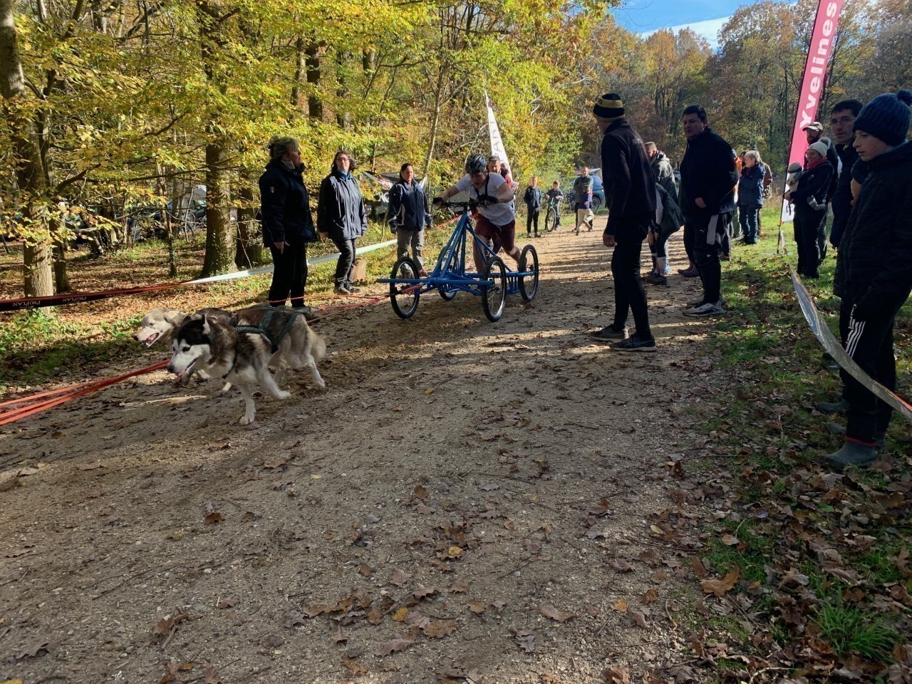 Yvelines. Une course de chiens de traîneau en forêt de SainteApolline