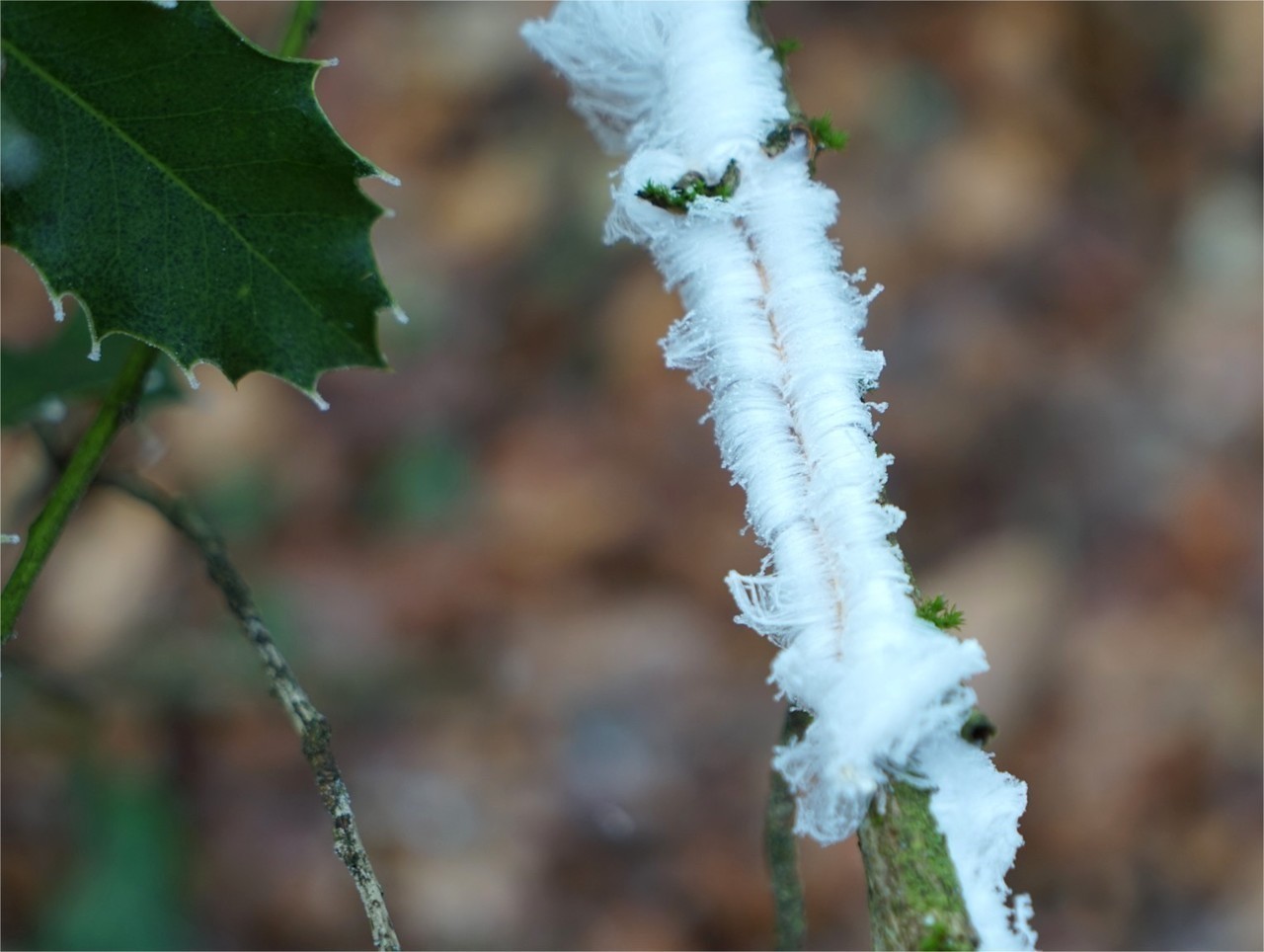 Insolite dans l'Orne à quoi correspond cette étrange formation blanche sur du bois mort