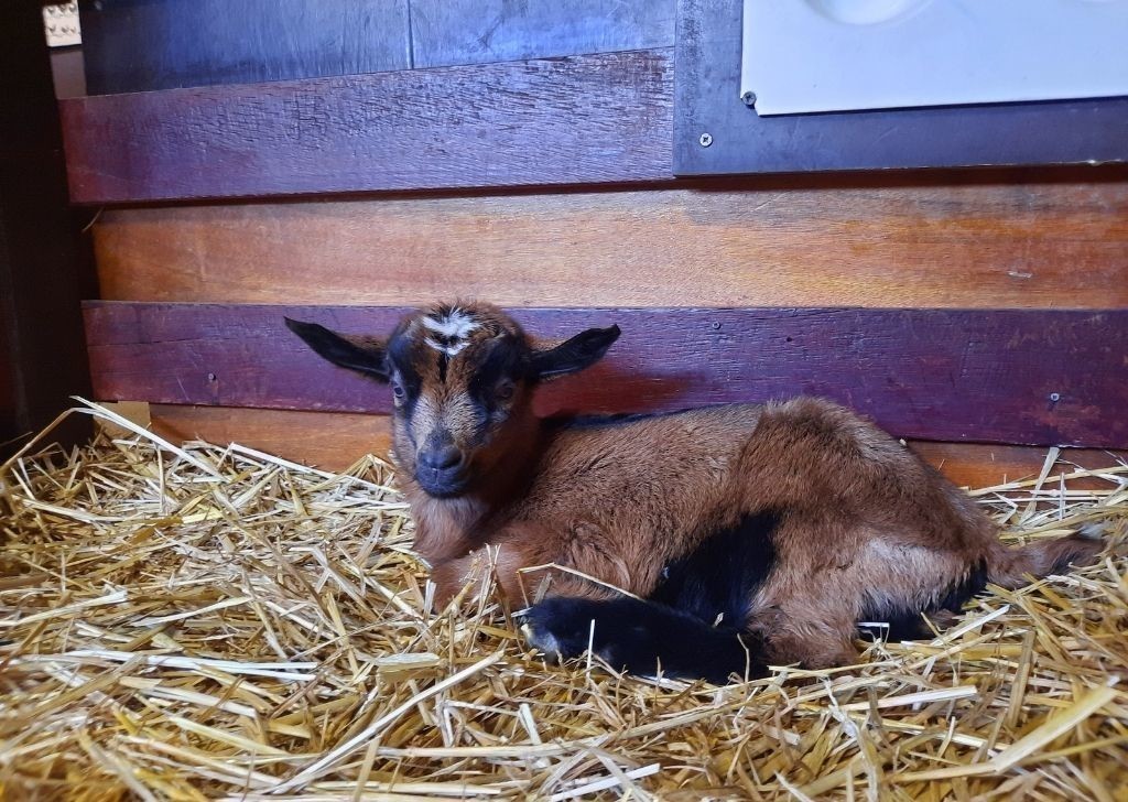 Des bébés animaux à découvrir à la ferme du MontValérien