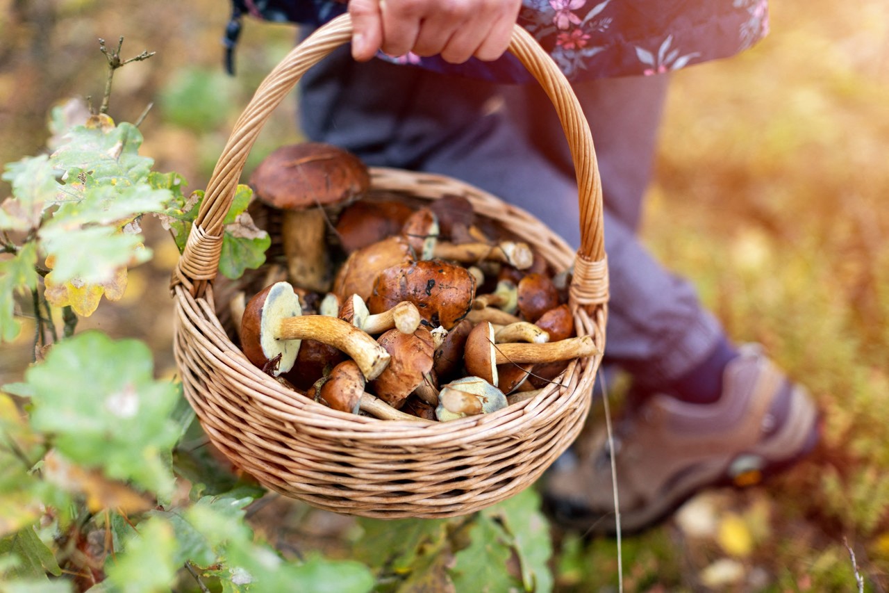 Les cinq champignons comestibles que l’on pourra ramasser cet automne