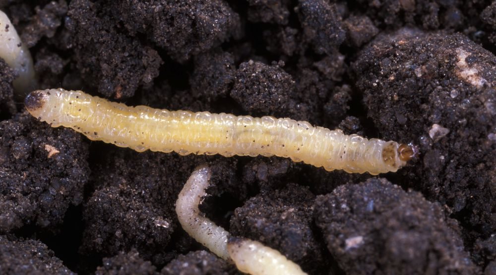 Ont. farmers file for stay of province's neonic regs AGCanada AGCanada